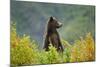 Brown Bear, Katmai National Park, Alaska-null-Mounted Photographic Print