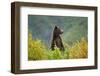 Brown Bear, Katmai National Park, Alaska-null-Framed Photographic Print