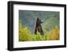 Brown Bear, Katmai National Park, Alaska-null-Framed Photographic Print