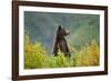 Brown Bear, Katmai National Park, Alaska-null-Framed Photographic Print