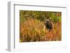 Brown Bear, Katmai National Park, Alaska-null-Framed Photographic Print