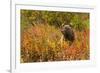 Brown Bear, Katmai National Park, Alaska-null-Framed Photographic Print