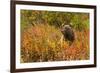 Brown Bear, Katmai National Park, Alaska-null-Framed Photographic Print