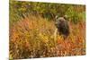 Brown Bear, Katmai National Park, Alaska-null-Mounted Photographic Print