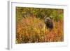 Brown Bear, Katmai National Park, Alaska-null-Framed Photographic Print