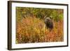 Brown Bear, Katmai National Park, Alaska-null-Framed Photographic Print