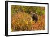 Brown Bear, Katmai National Park, Alaska-null-Framed Photographic Print