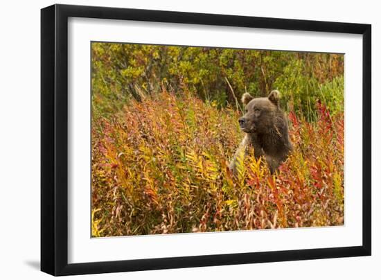 Brown Bear, Katmai National Park, Alaska-null-Framed Photographic Print