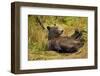 Brown Bear, Katmai National Park, Alaska-null-Framed Photographic Print