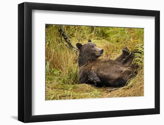 Brown Bear, Katmai National Park, Alaska-null-Framed Photographic Print