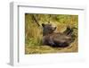 Brown Bear, Katmai National Park, Alaska-null-Framed Photographic Print