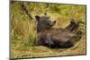 Brown Bear, Katmai National Park, Alaska-null-Mounted Photographic Print