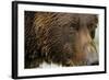 Brown Bear, Katmai National Park, Alaska-null-Framed Photographic Print