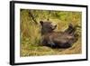 Brown Bear, Katmai National Park, Alaska-null-Framed Photographic Print