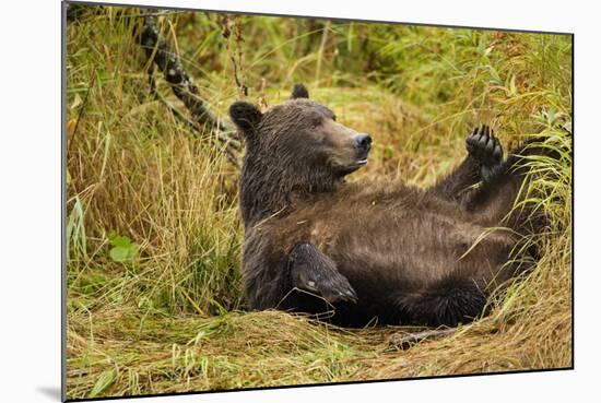 Brown Bear, Katmai National Park, Alaska-null-Mounted Photographic Print