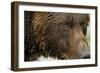 Brown Bear, Katmai National Park, Alaska-null-Framed Photographic Print