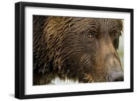 Brown Bear, Katmai National Park, Alaska-null-Framed Photographic Print