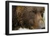 Brown Bear, Katmai National Park, Alaska-null-Framed Photographic Print