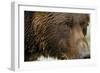 Brown Bear, Katmai National Park, Alaska-null-Framed Photographic Print