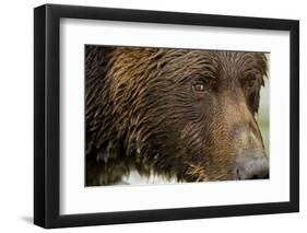 Brown Bear, Katmai National Park, Alaska-null-Framed Photographic Print