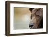 Brown Bear, Katmai National Park, Alaska-null-Framed Photographic Print