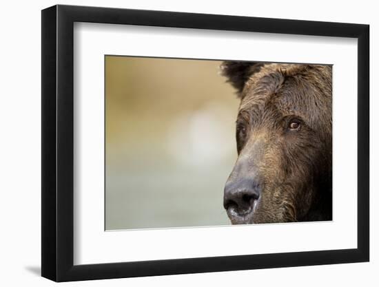 Brown Bear, Katmai National Park, Alaska-null-Framed Photographic Print