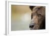 Brown Bear, Katmai National Park, Alaska-null-Framed Photographic Print