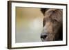 Brown Bear, Katmai National Park, Alaska-null-Framed Photographic Print