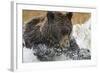 Brown Bear, Katmai National Park, Alaska-null-Framed Photographic Print