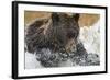 Brown Bear, Katmai National Park, Alaska-null-Framed Photographic Print