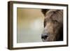 Brown Bear, Katmai National Park, Alaska-null-Framed Photographic Print