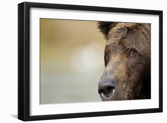 Brown Bear, Katmai National Park, Alaska-null-Framed Photographic Print