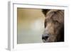 Brown Bear, Katmai National Park, Alaska-null-Framed Photographic Print