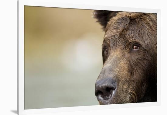 Brown Bear, Katmai National Park, Alaska-null-Framed Photographic Print