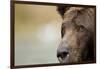 Brown Bear, Katmai National Park, Alaska-null-Framed Photographic Print