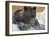 Brown Bear, Katmai National Park, Alaska-null-Framed Photographic Print