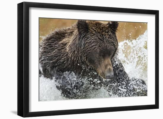 Brown Bear, Katmai National Park, Alaska-null-Framed Photographic Print