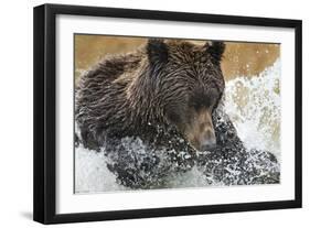 Brown Bear, Katmai National Park, Alaska-null-Framed Photographic Print