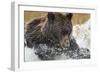 Brown Bear, Katmai National Park, Alaska-null-Framed Photographic Print