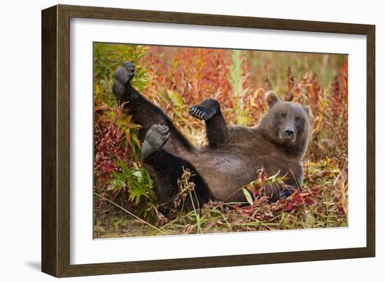 Brown Bear, Katmai National Park, Alaska-null-Framed Photographic Print