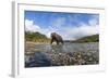 Brown Bear, Katmai National Park, Alaska-null-Framed Photographic Print