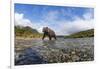 Brown Bear, Katmai National Park, Alaska-null-Framed Photographic Print