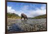 Brown Bear, Katmai National Park, Alaska-null-Framed Photographic Print