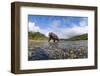 Brown Bear, Katmai National Park, Alaska-null-Framed Photographic Print