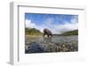 Brown Bear, Katmai National Park, Alaska-null-Framed Photographic Print