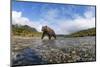 Brown Bear, Katmai National Park, Alaska-null-Mounted Photographic Print