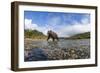 Brown Bear, Katmai National Park, Alaska-null-Framed Photographic Print