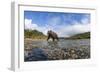 Brown Bear, Katmai National Park, Alaska-null-Framed Photographic Print