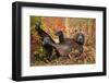 Brown Bear, Katmai National Park, Alaska-null-Framed Photographic Print