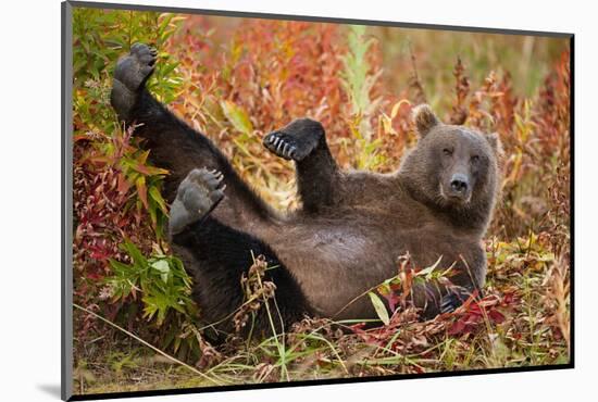 Brown Bear, Katmai National Park, Alaska-null-Mounted Photographic Print